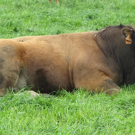 Turisticos Cabrera * Tejedo de Ancares