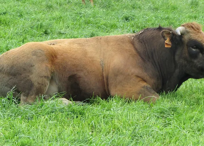 Turisticos Cabrera * Tejedo de Ancares